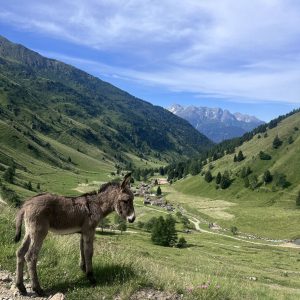 Case di Viso