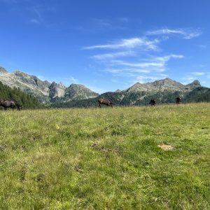 Malga Val Cion