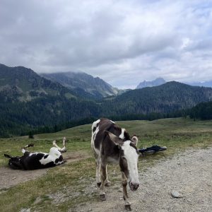 Malga Val Cion
