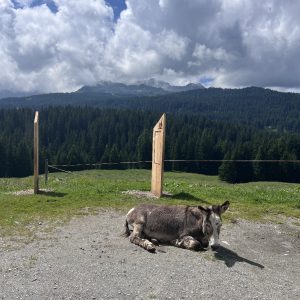 Malga Mondifra